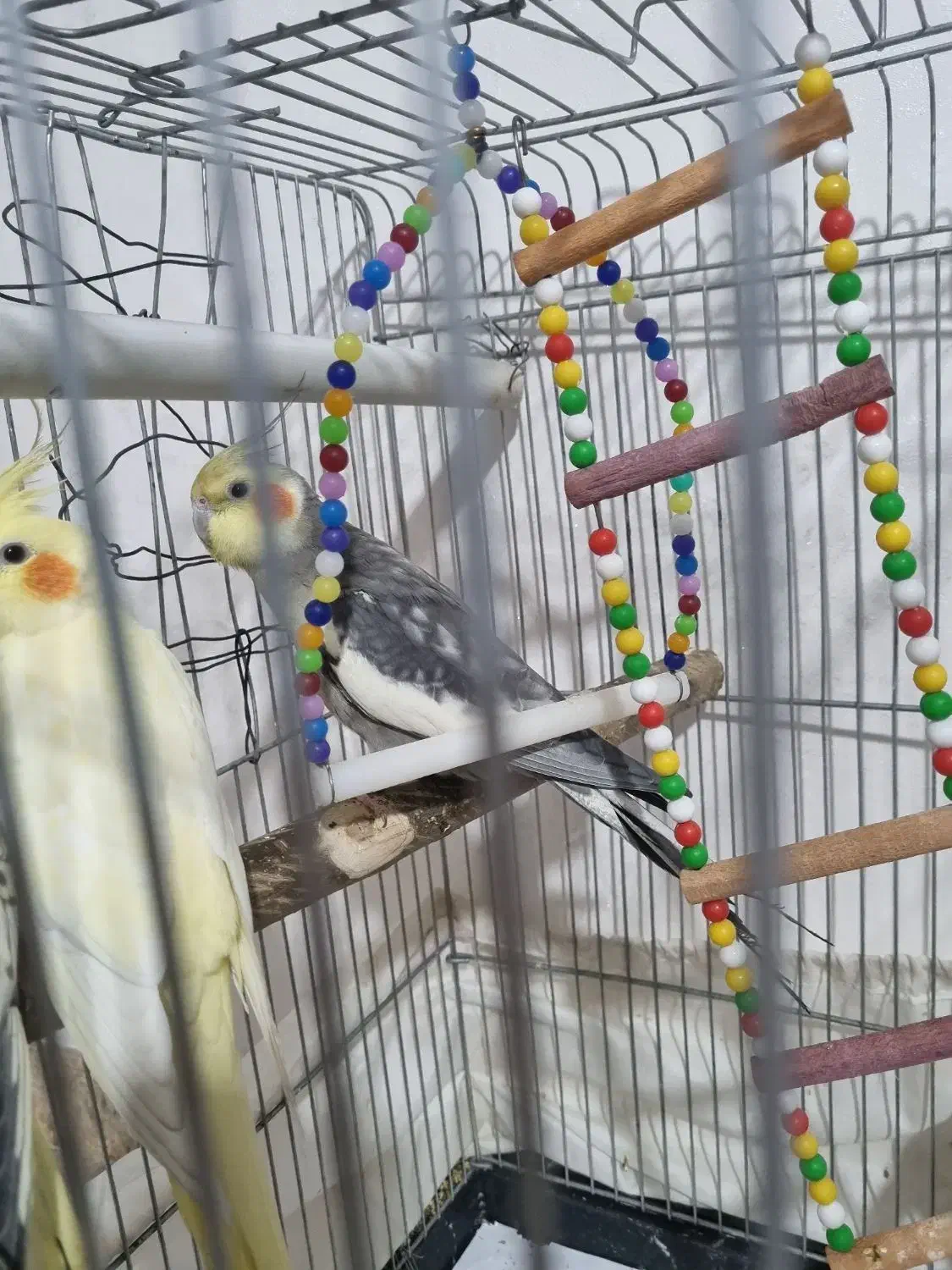 یک جفت عروس هلندی مولد همراه با سه جوجه..|پرنده|باغستان, |دیوار