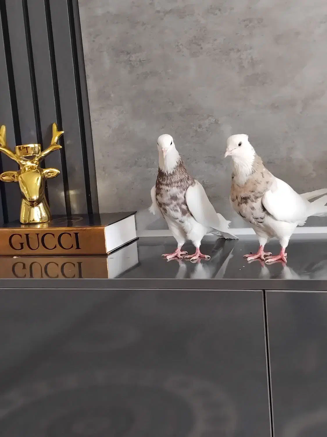 طوقی|حیوانات|نجف‌آباد, فیروزآباد|دیوار