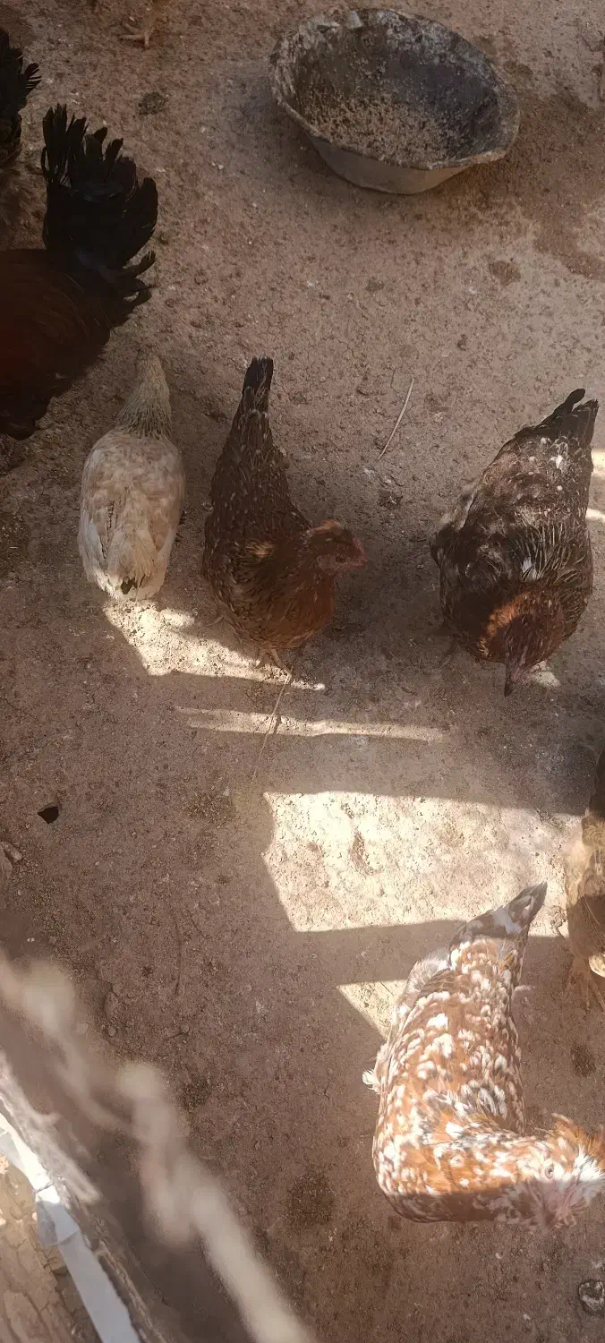 فروش مرغ|حیوانات مزرعه|پاتاوه, |دیوار