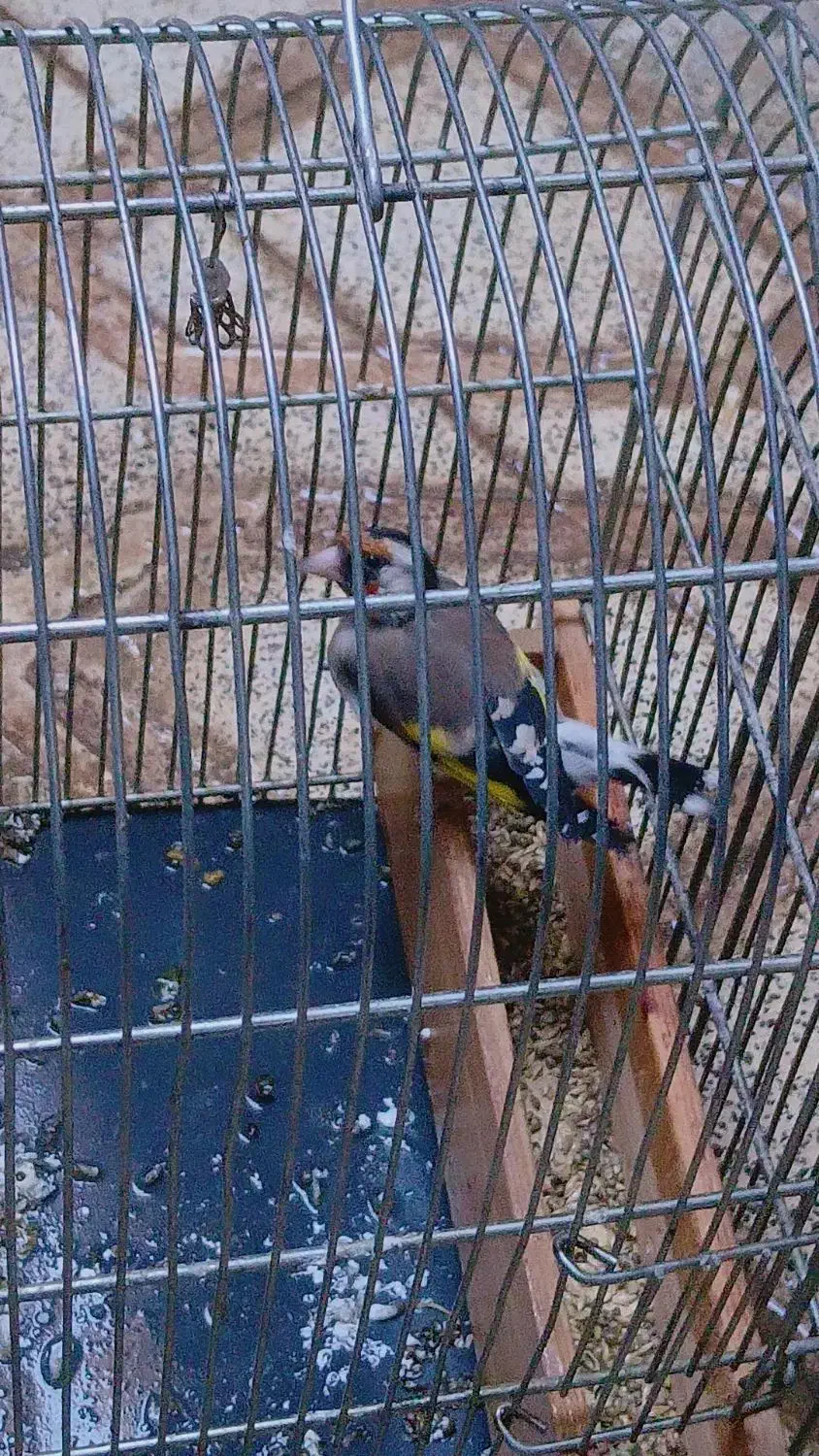 سهره چهارگل تازه صاف عروسک|پرنده|مشهد, سیس‌آباد|دیوار