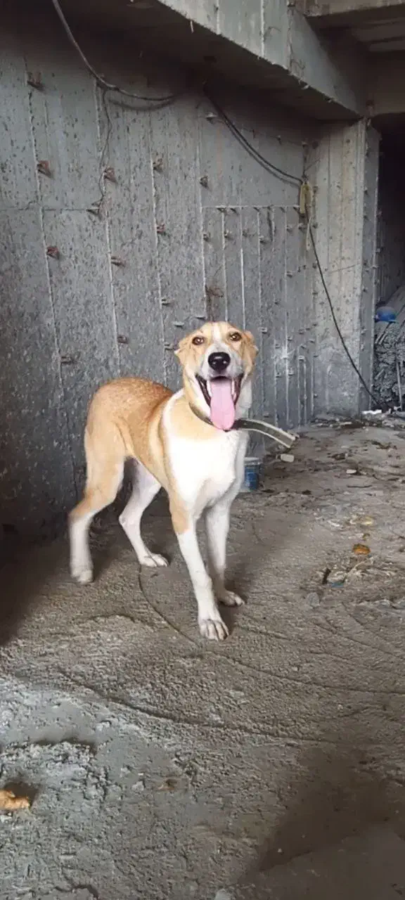 سگ خراسانی نر ۷ماه|سگ|رویان, |دیوار