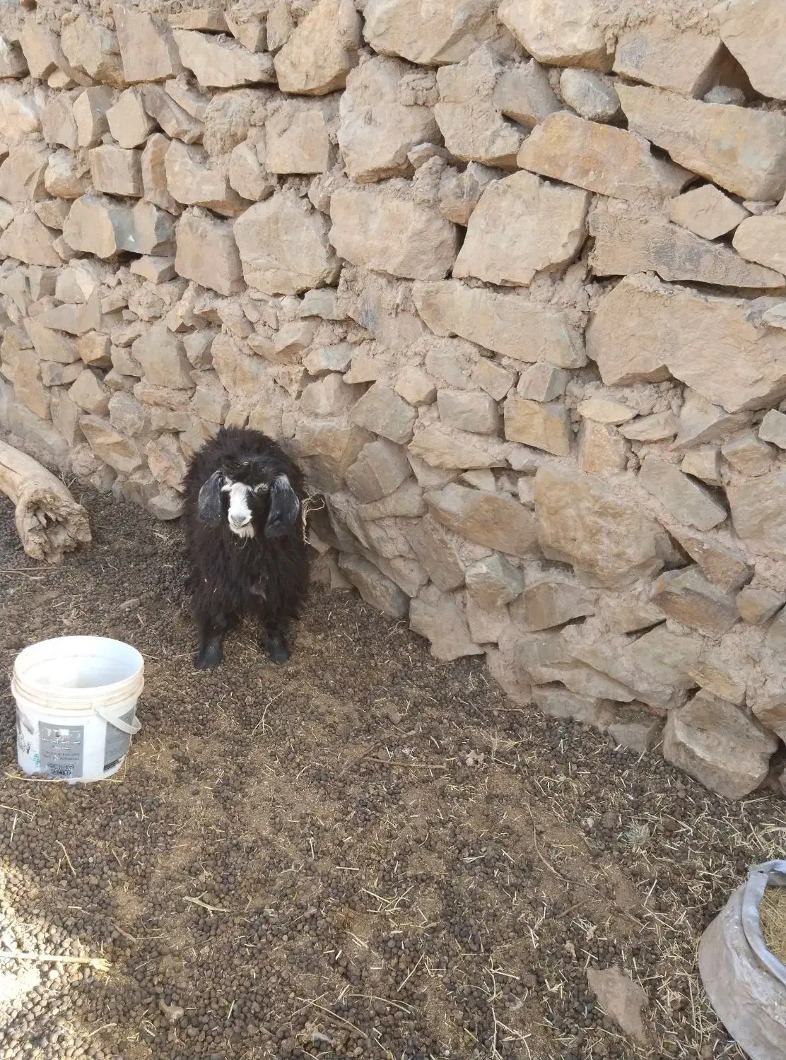 دو تا بزغاله ماده|حیوانات مزرعه|قهستان, |دیوار