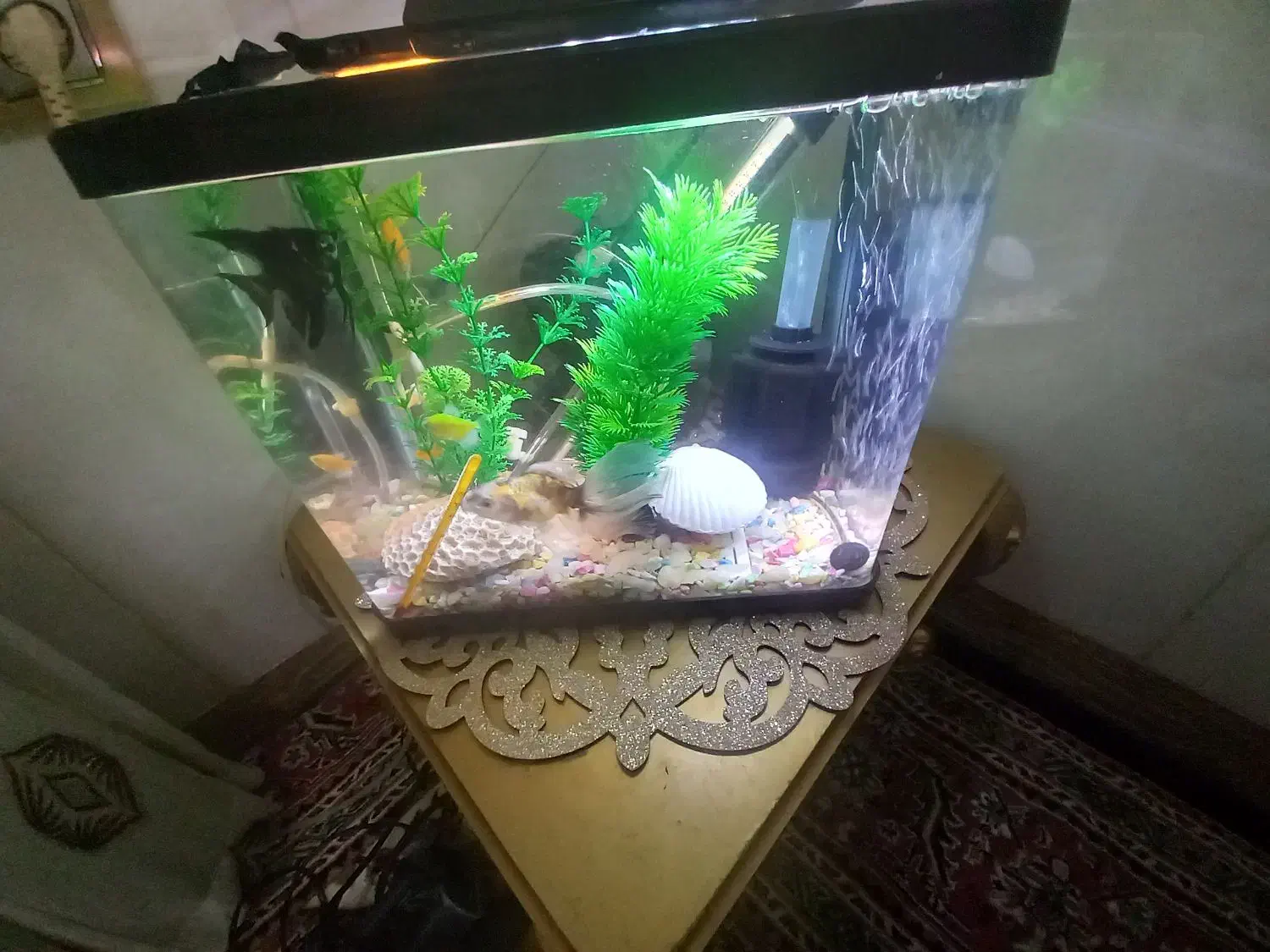 شیشه آکواریوم|ماهی|آذرشهر, |دیوار