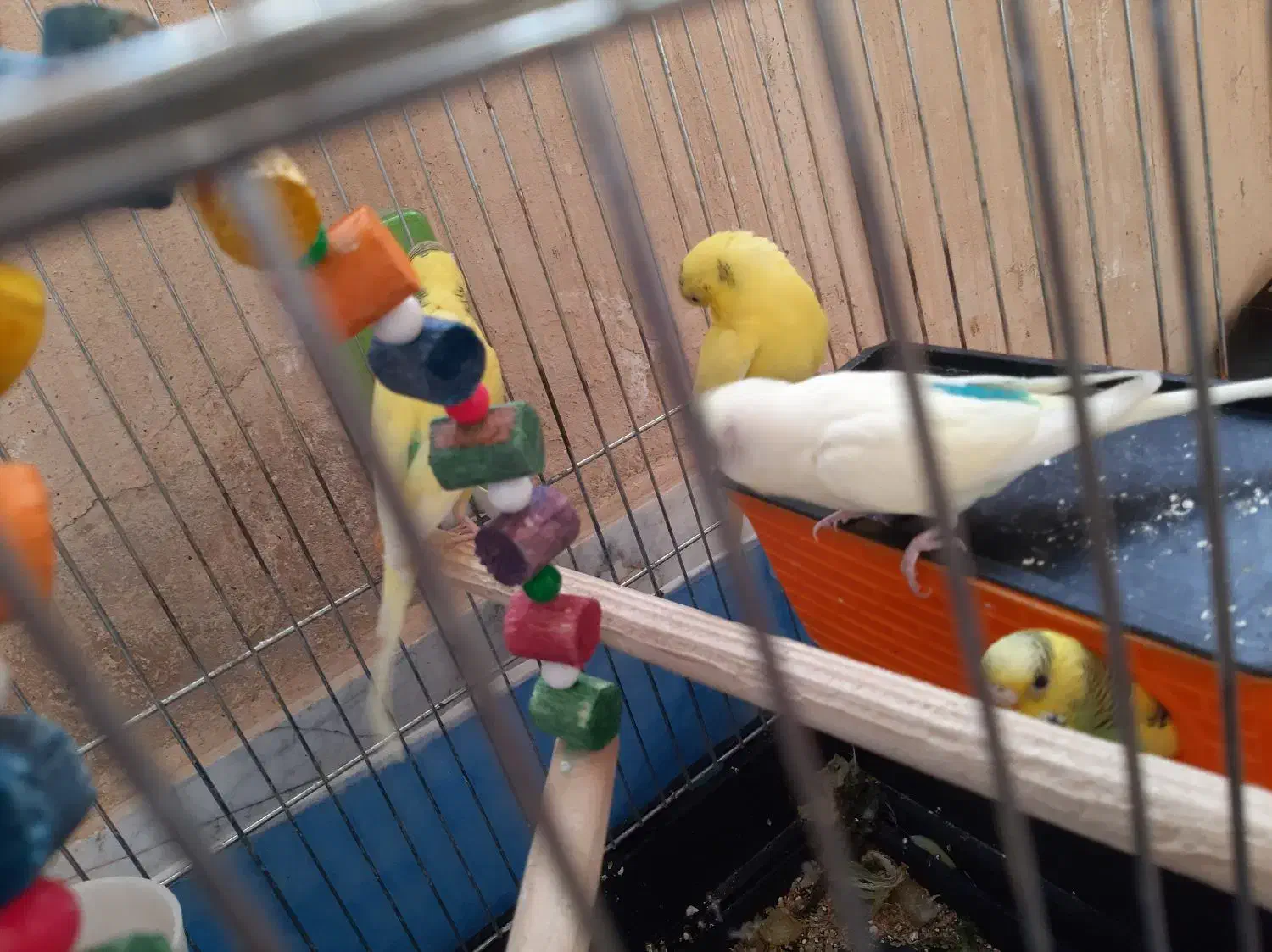 یه جفت مرغ عشق با دوتا جوجه شش ماهه|پرنده|کرمانشاه, |دیوار