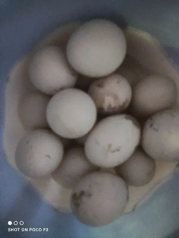 تخم اوشامو|حیوانات مزرعه|سنگدوین, |دیوار