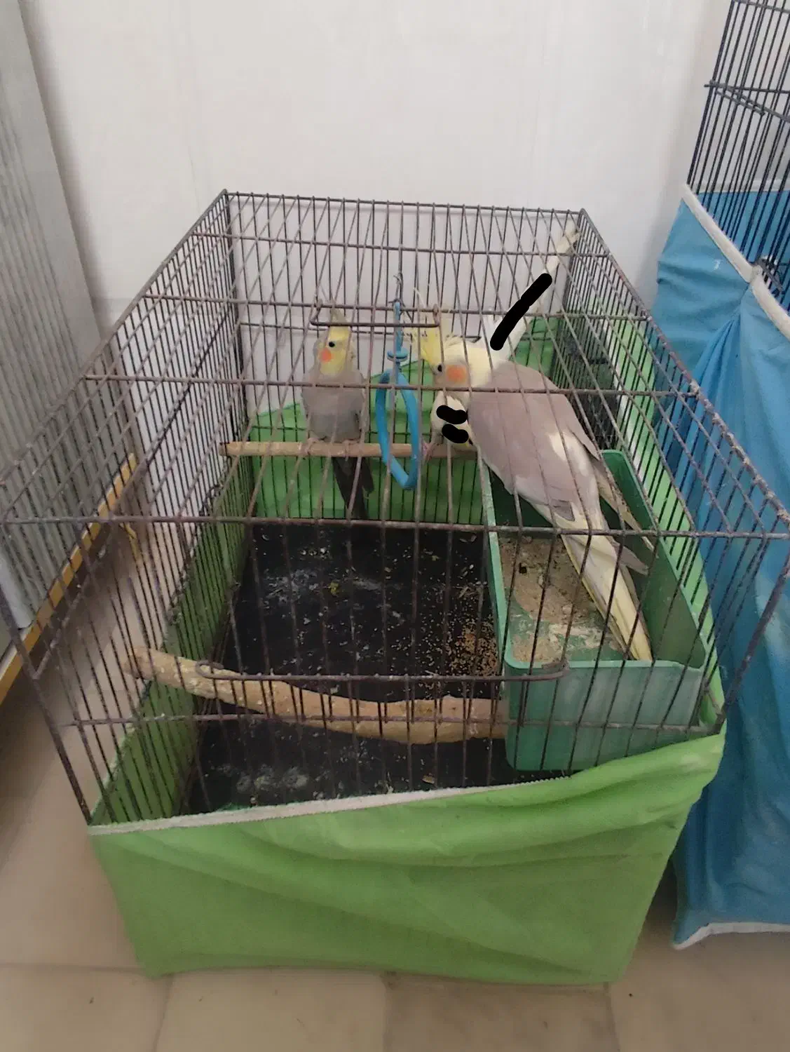 عروس هلندی|پرنده|قم, باغ کرباسی|دیوار