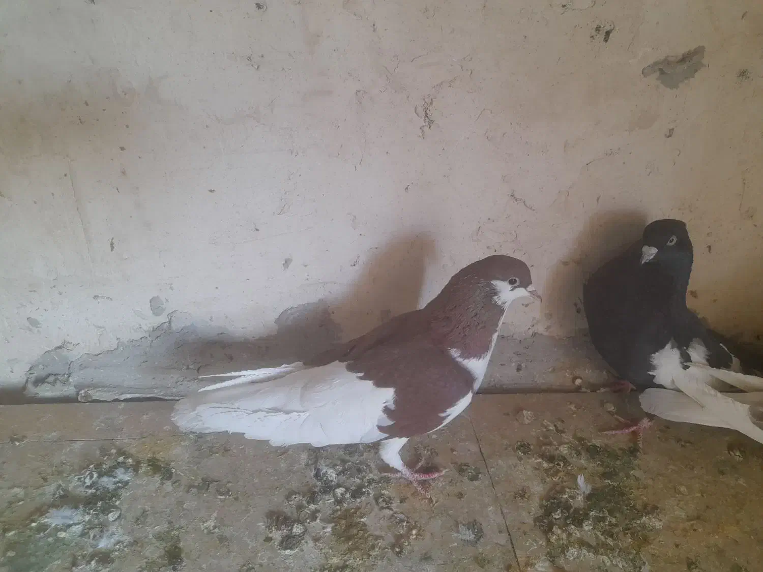 کبوتر|پرنده|شیراز, شهرک مهرگان|دیوار