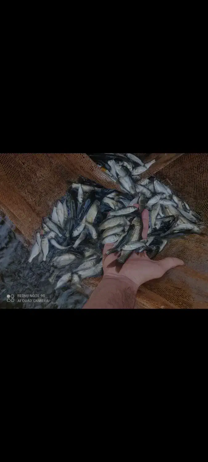 بچه ماهی|ماهی|لنگرود, |دیوار