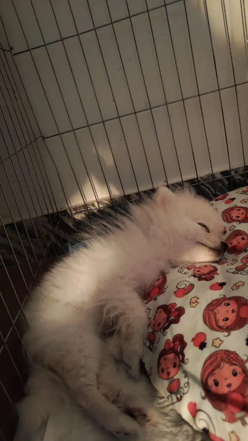 پامر عروسکی|سگ|شاهرود, |دیوار