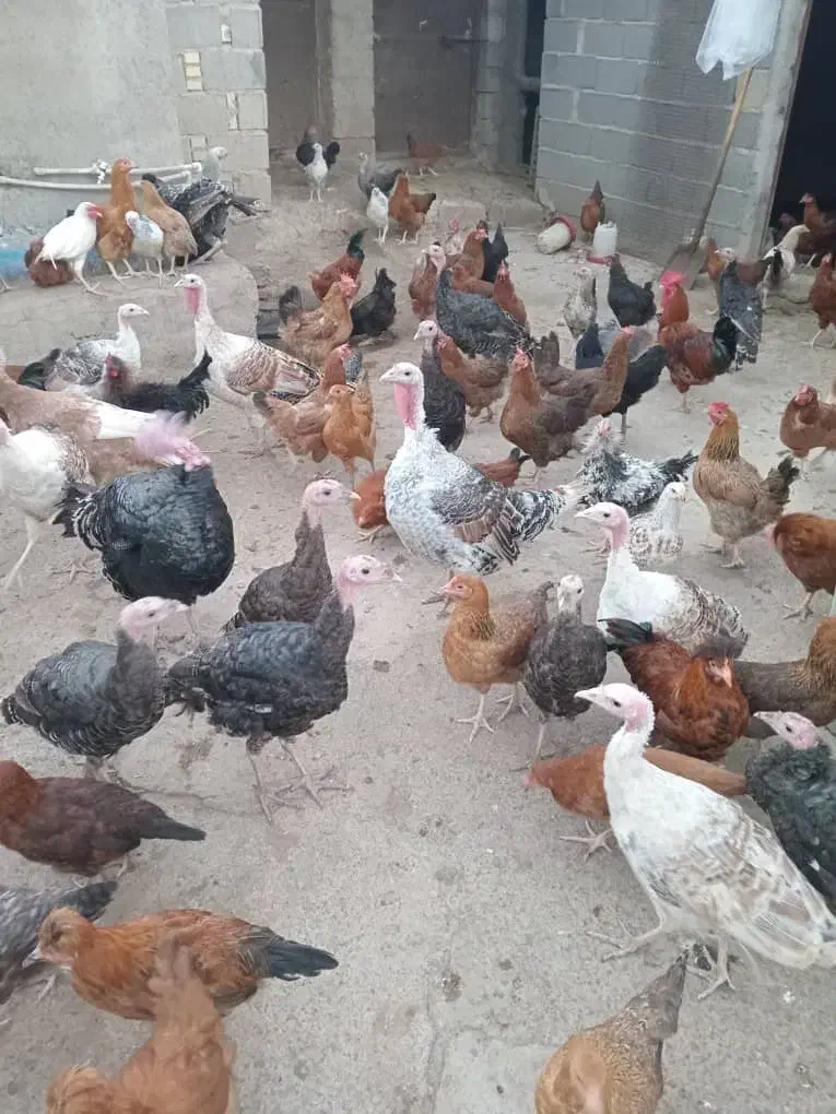 خروس|حیوانات مزرعه|رشت, توشیبا|دیوار