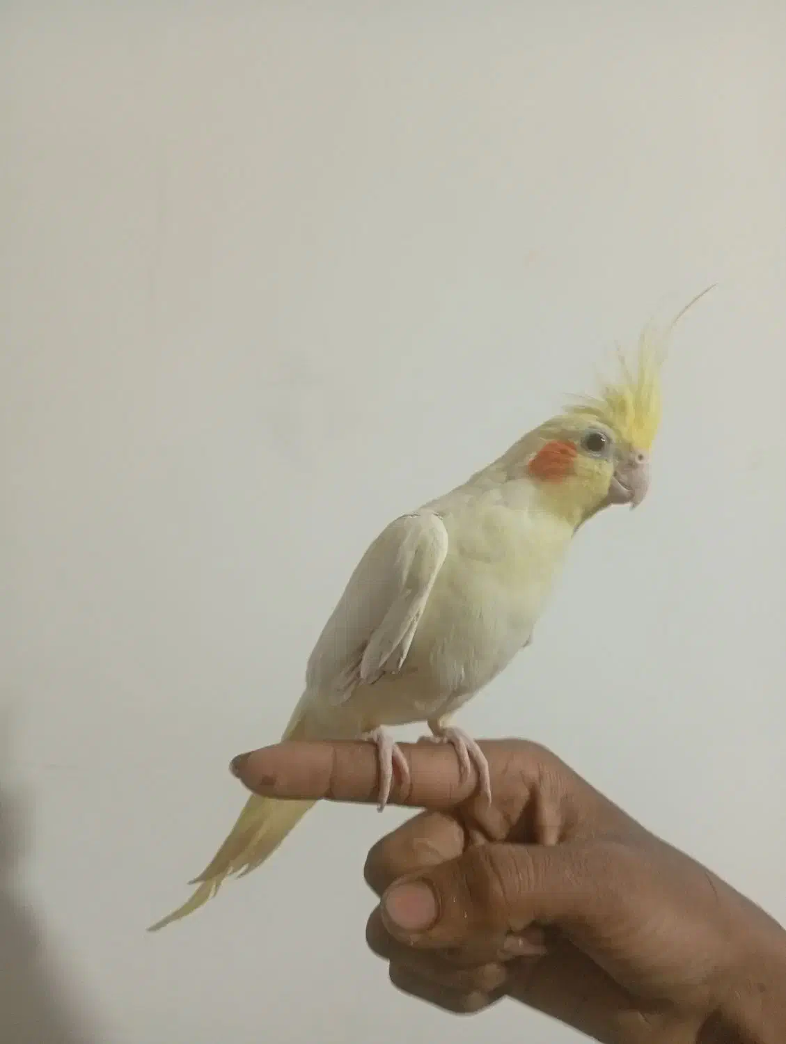 عروسی هلندی نر|پرنده|بیرجند, |دیوار