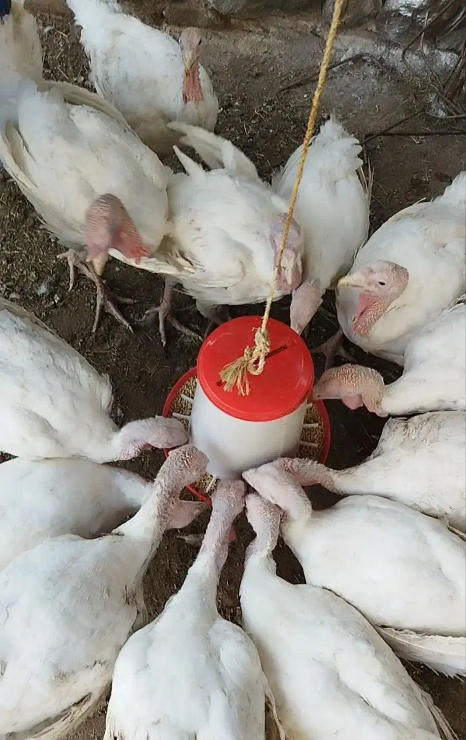 بوقلمون ارگانیک گوشتی|حیوانات مزرعه|خورش رستم, |دیوار