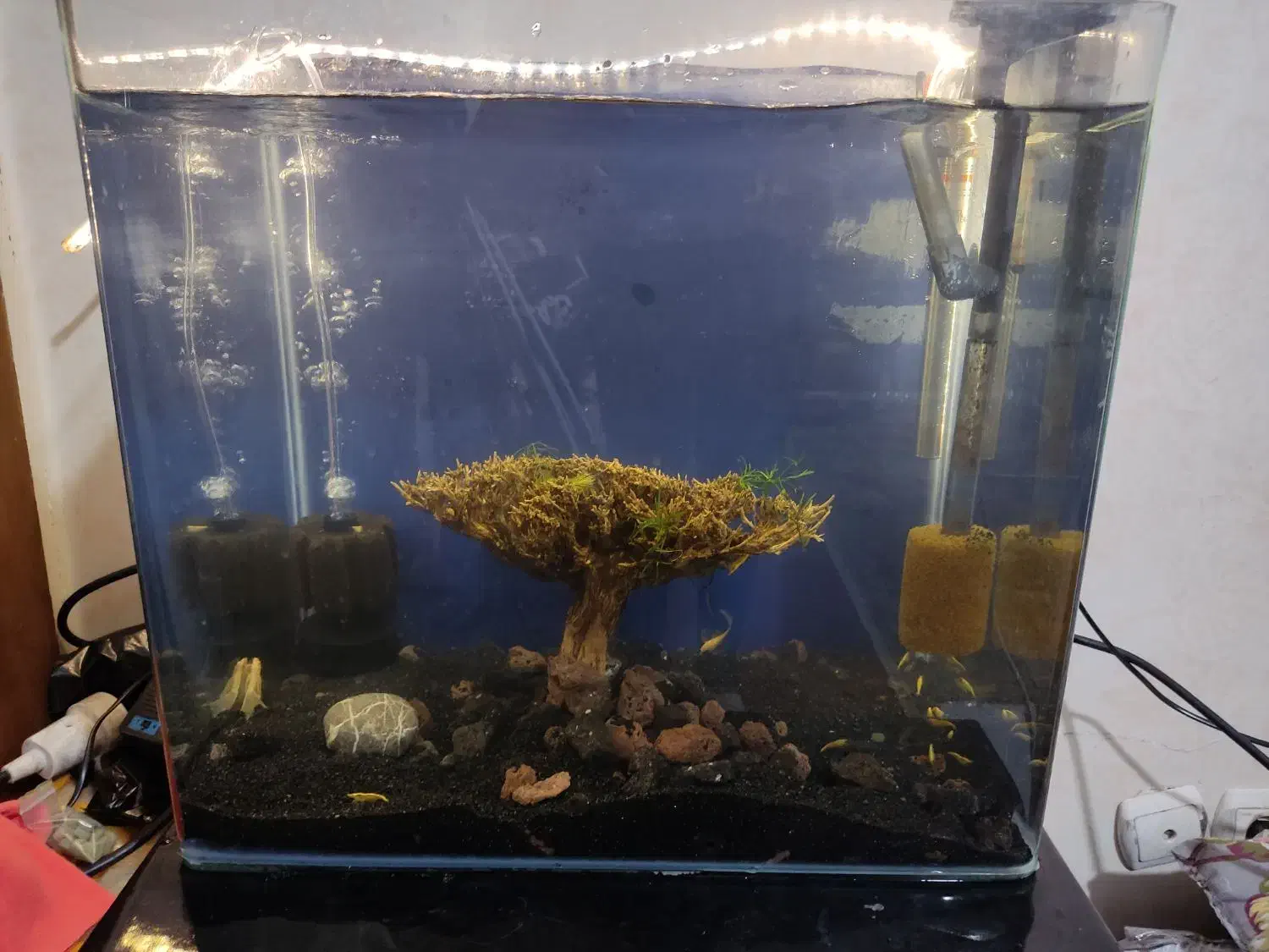 آکواریوم شیشه خم|ماهی|تهران, فلاح|دیوار