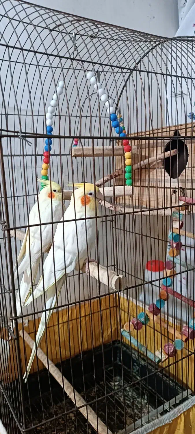 یک جفت عروس هلندی به همراه قفس بزرگ|پرنده|تهران, جیحون|دیوار