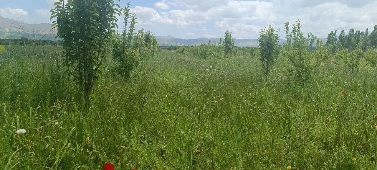 فروش باغچه سیب و گلابی|فروش زمین و ملک کلنگی|سیلوانه, |دیوار