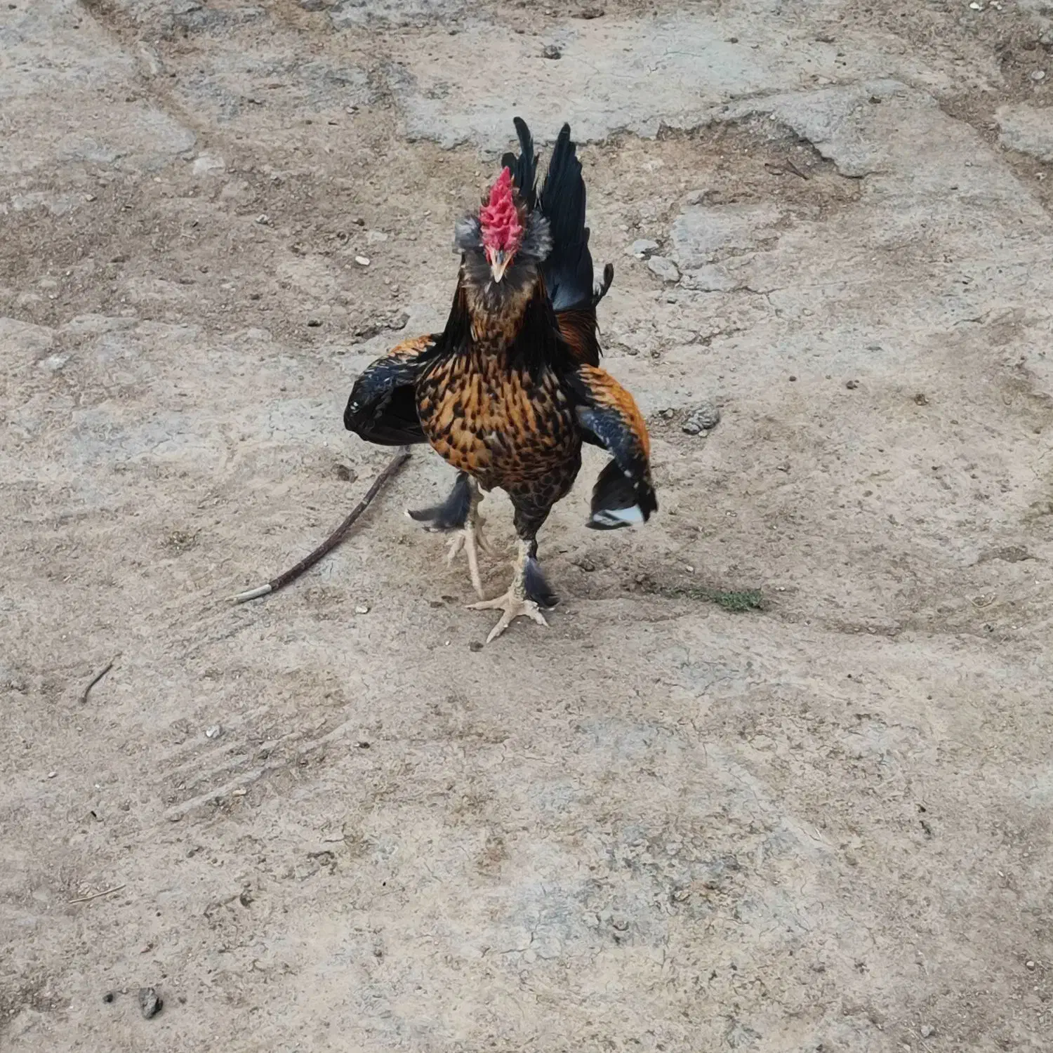 جوجه مرغ و خروس|حیوانات مزرعه|زنده رود, |دیوار