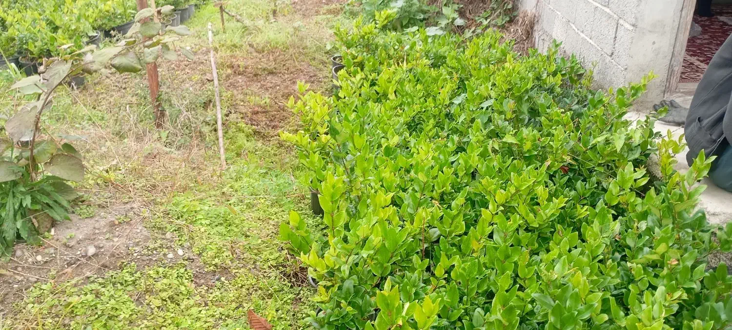 یاس هلندی سطل سه و نیم|گل و گیاه طبیعی|رودسر, |دیوار