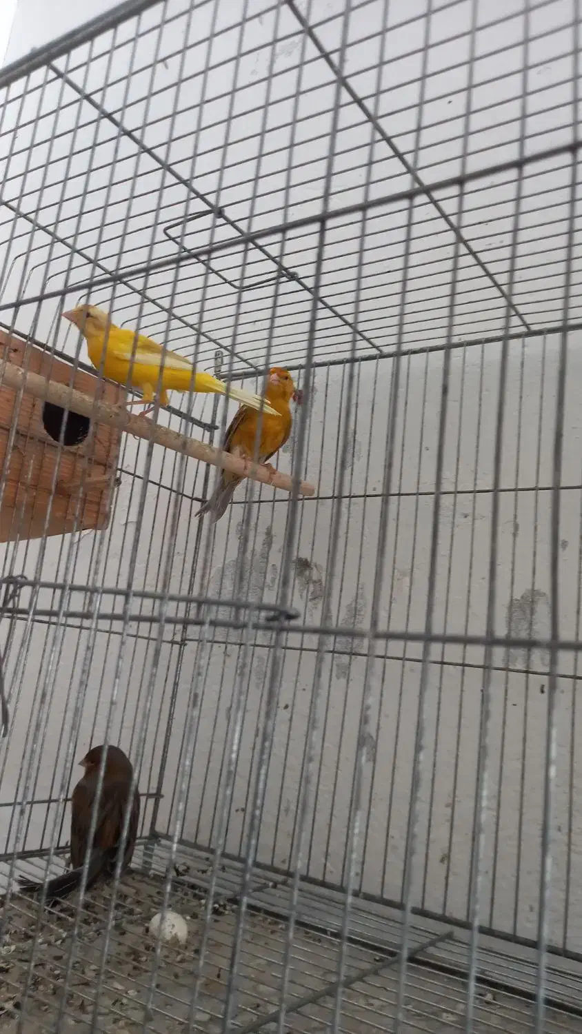 یک جفت قناری فروشی|پرنده|مهر, |دیوار