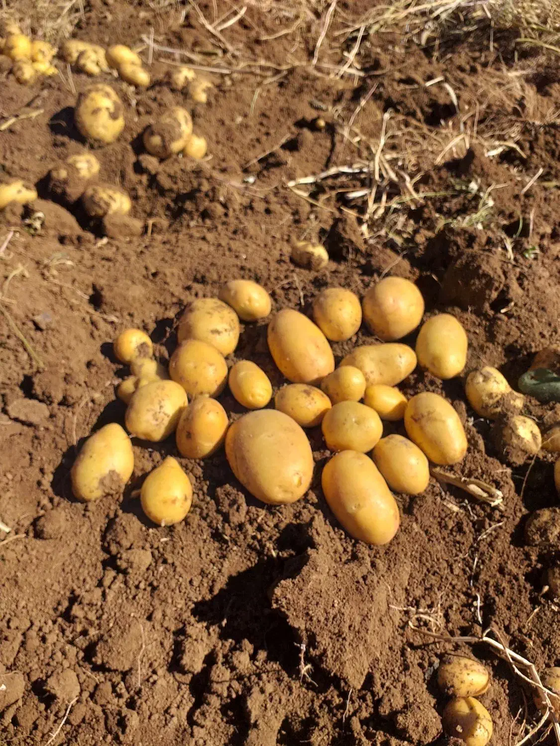 سیب زمینی ارگانیک (بدون‌کود)|خوردنی و آشامیدنی|دیواندره, |دیوار