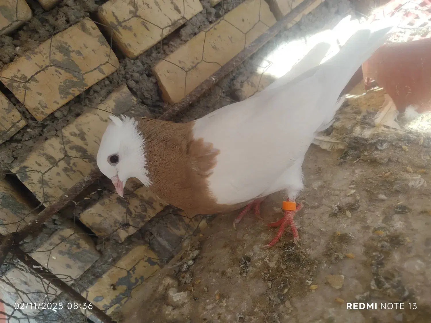 طوقی ماده|پرنده|اهواز, اسماعیلیه|دیوار