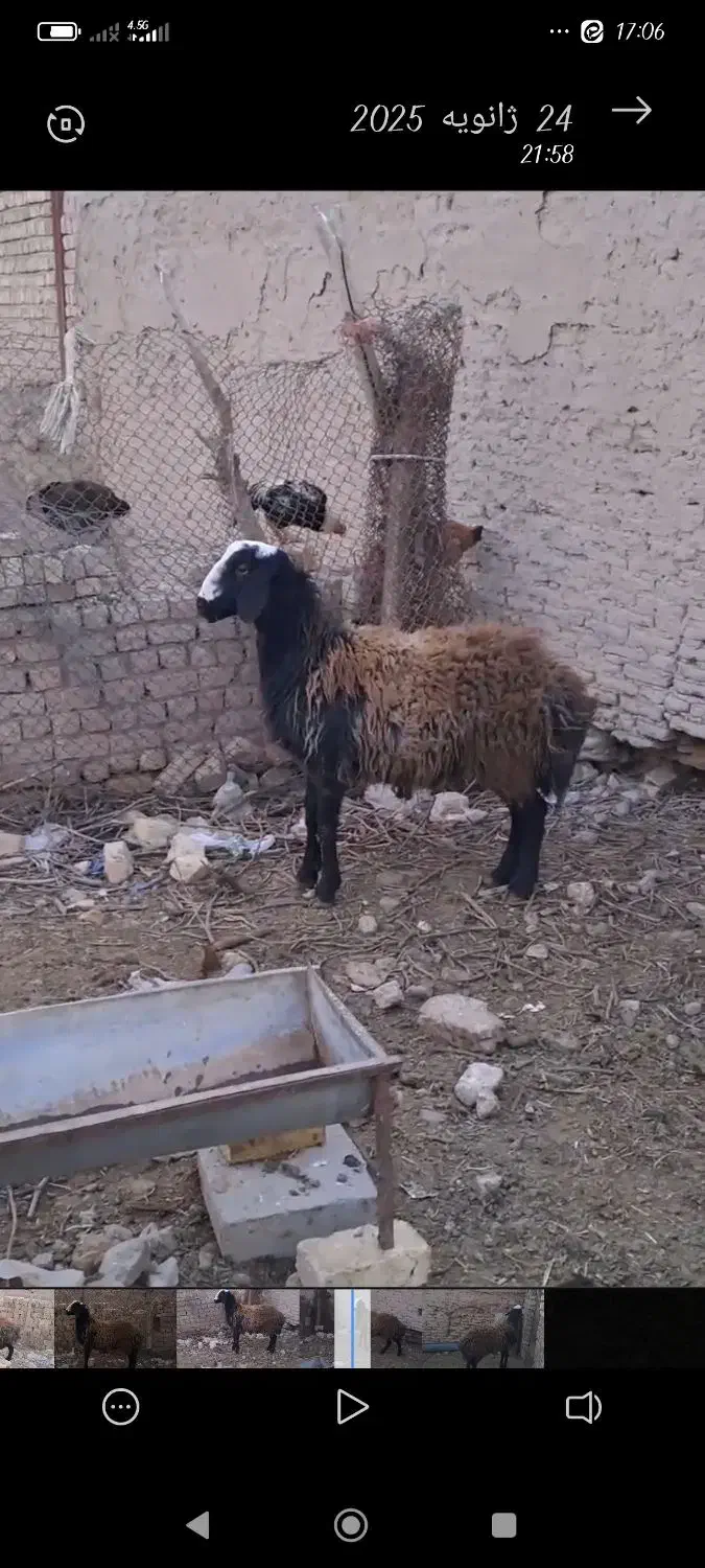 قوچ|حیوانات مزرعه|مهریز, |دیوار