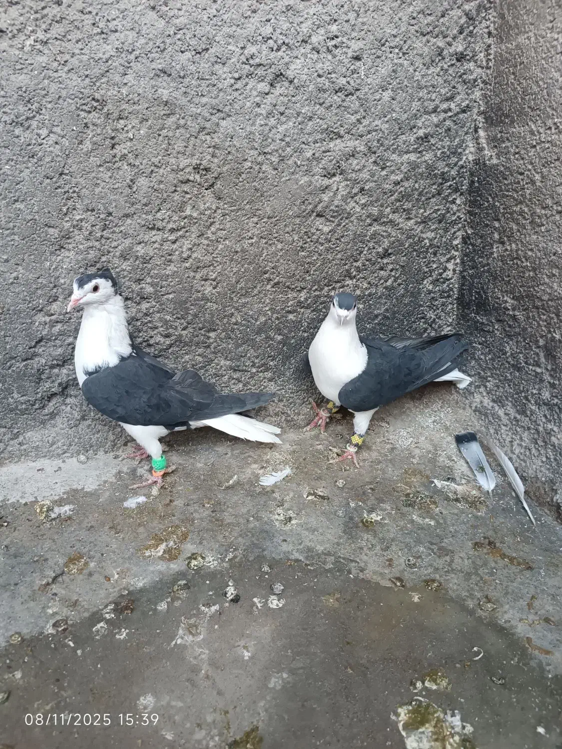 یک جفت کفتر نر و ماده ساده سیاه کاکولی|پرنده|قائن, |دیوار