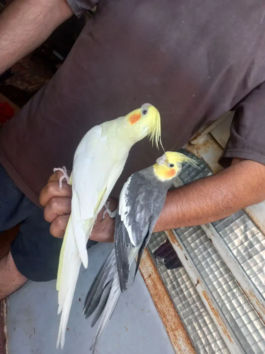 عروس هلندی|پرنده|برازجان, |دیوار