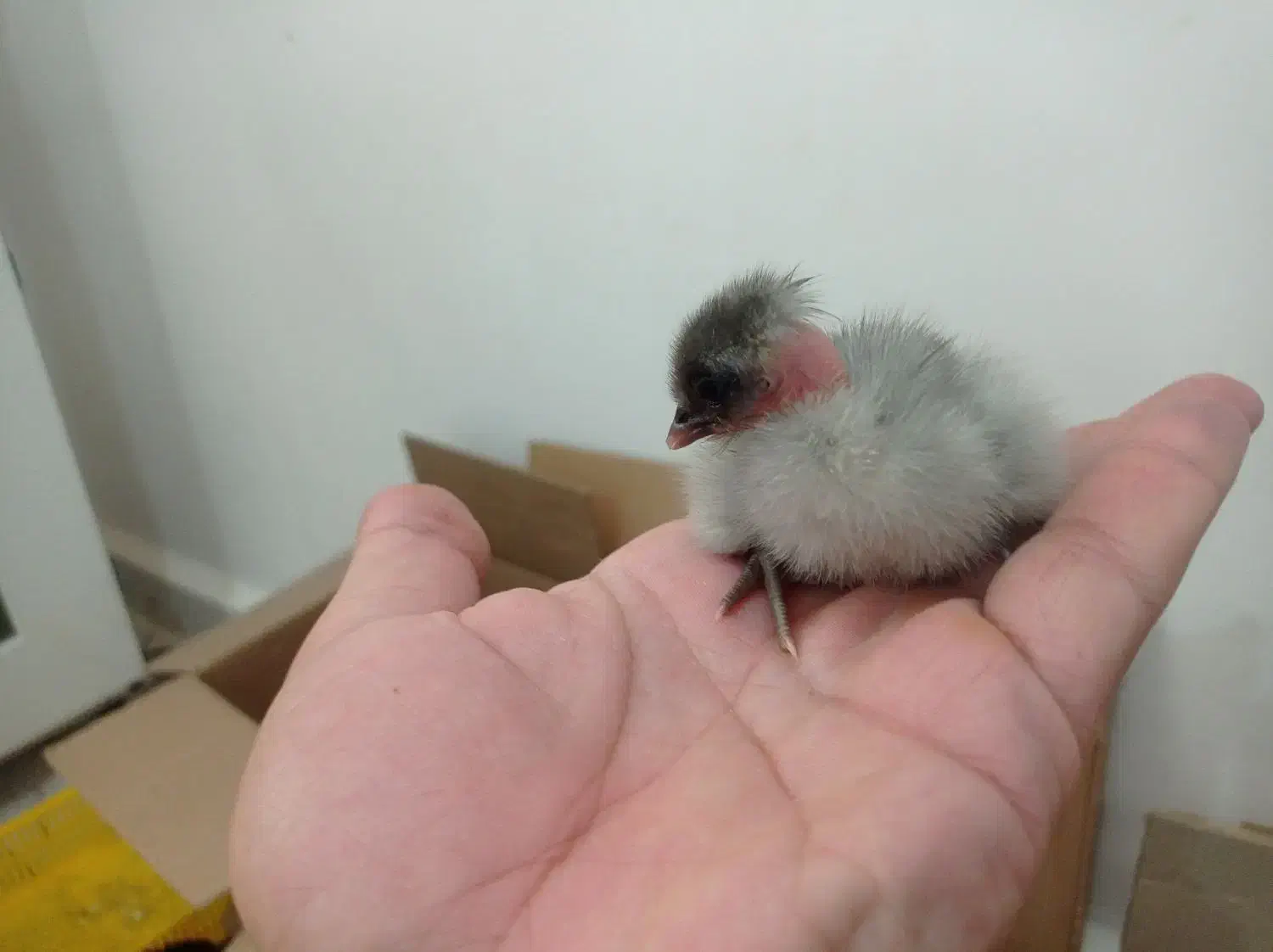 جوجه عربی یک روزه|حیوانات مزرعه|رامشیر, |دیوار