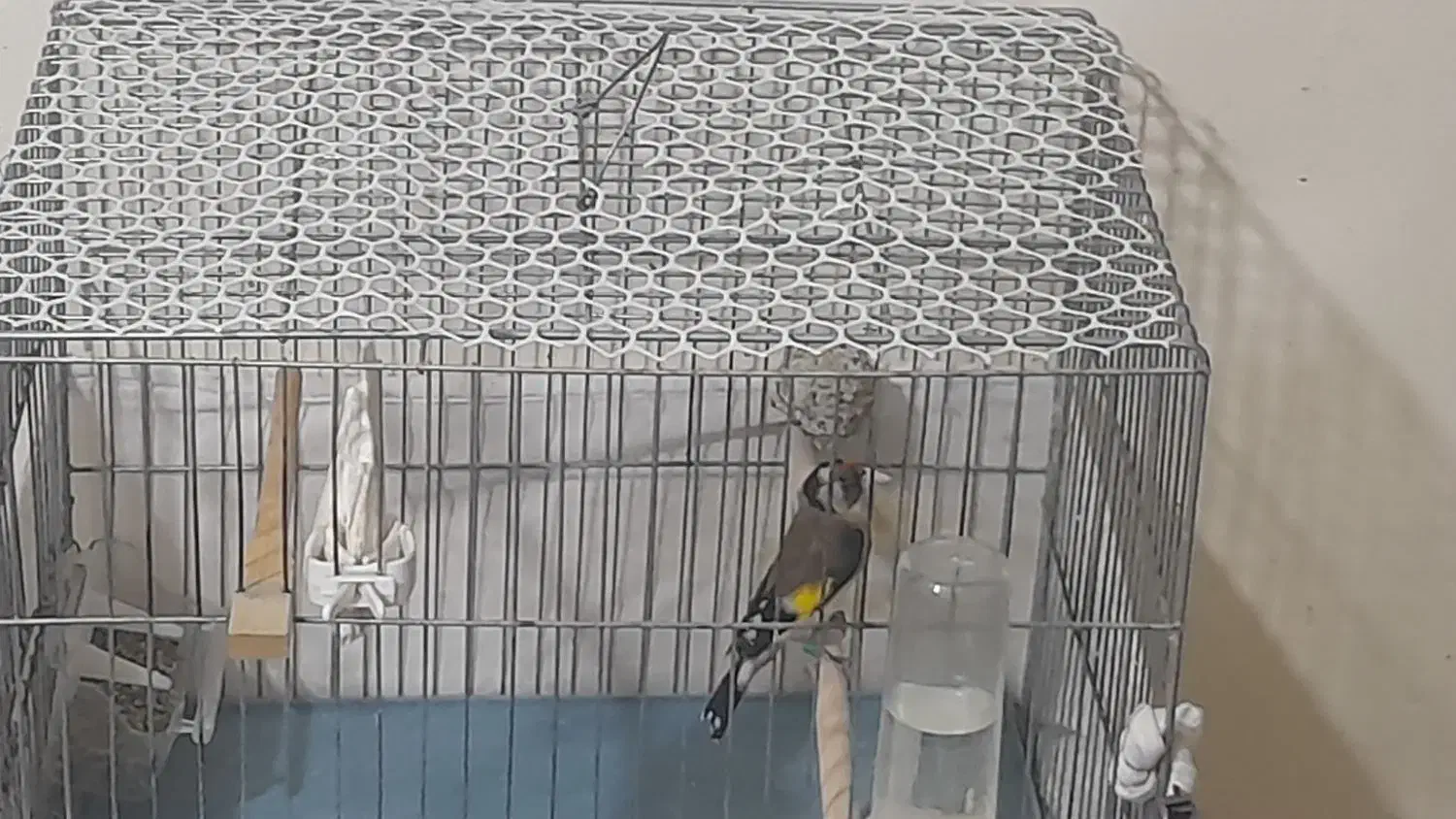 سهره نر سرمایی|پرنده|ارومیه, |دیوار