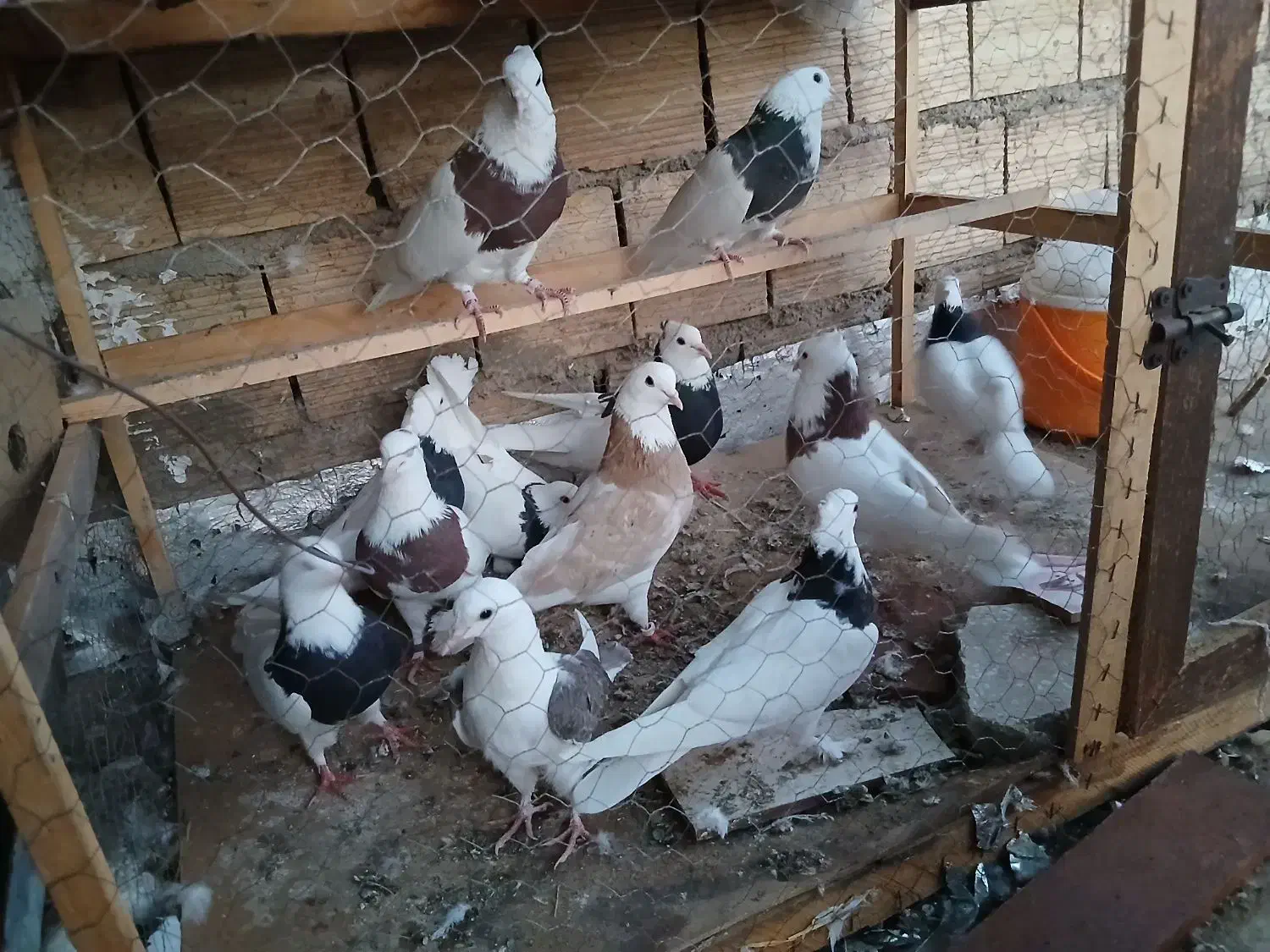 کبوتر|پرنده|یزد, |دیوار