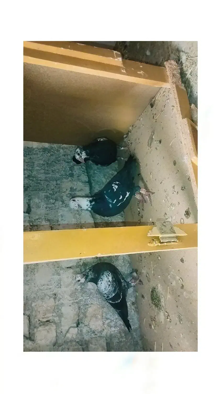 جفت جوجه سوسکی سیاه فروشی پدرشون نمایشی هست|پرنده|زاوه, |دیوار