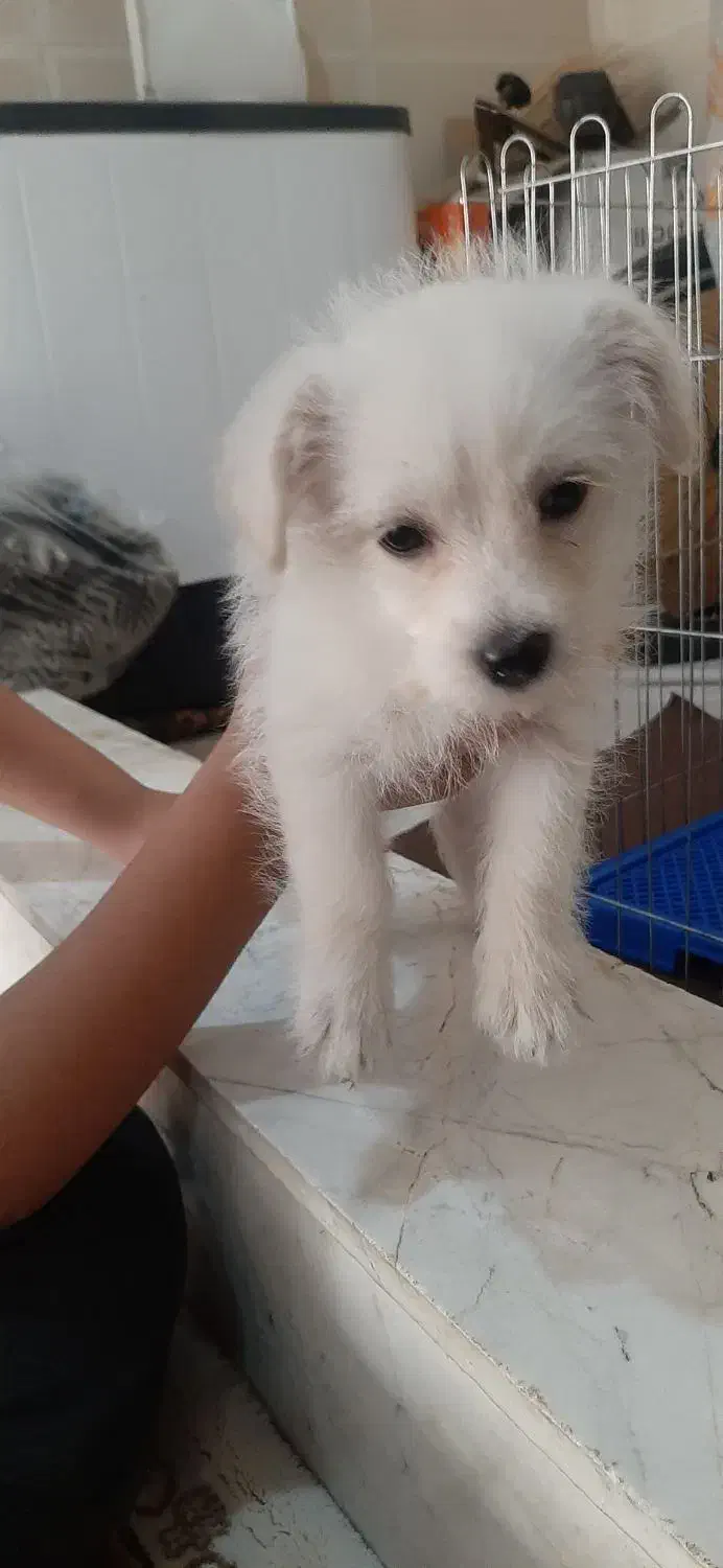 فروش سگ خانگی|سگ|کرمانشاه, |دیوار