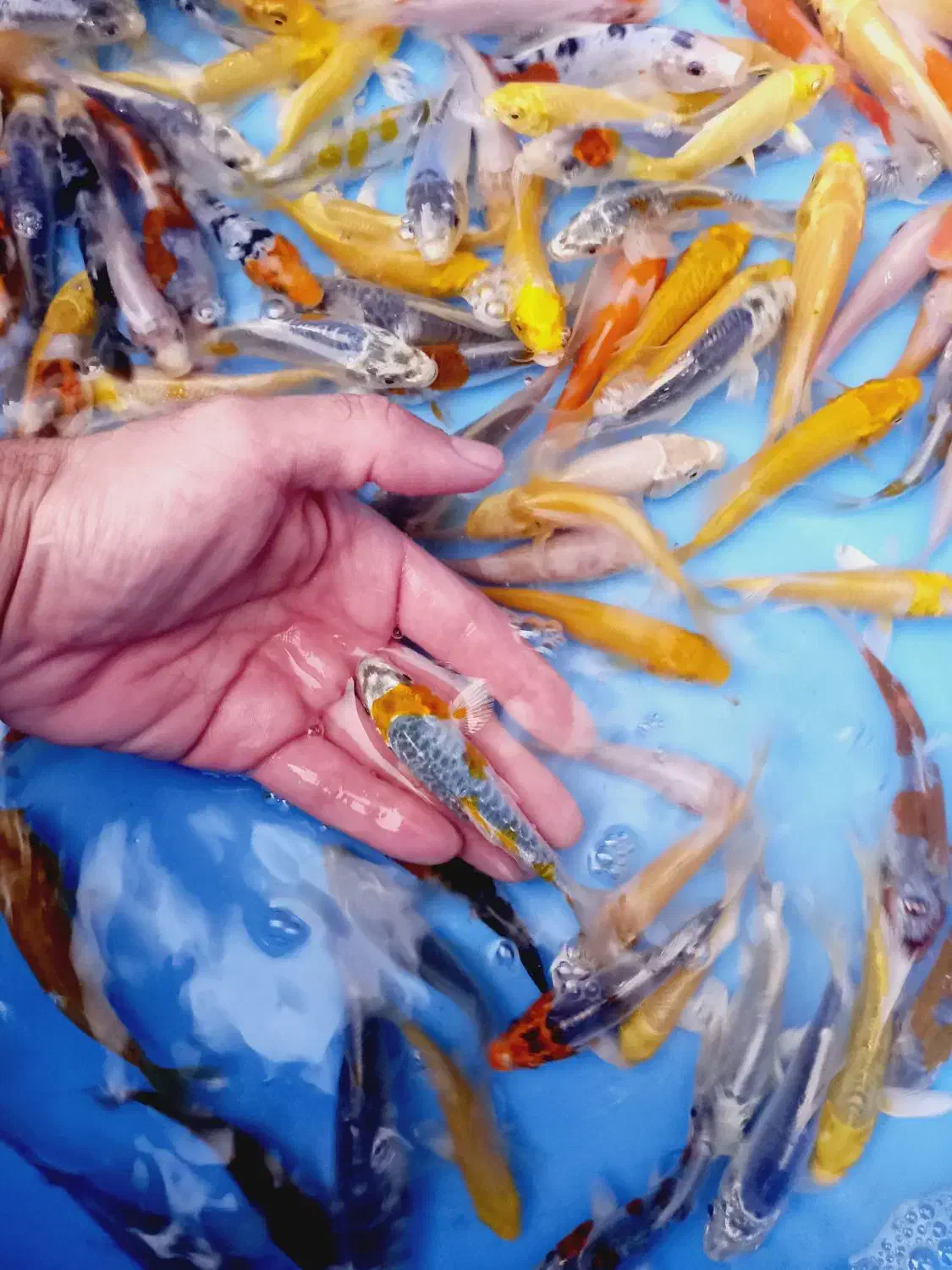 ماهی قرمز گلدفیش رنچو کالیکو ماهی کوی|ماهی|تهران, اسکندری|دیوار