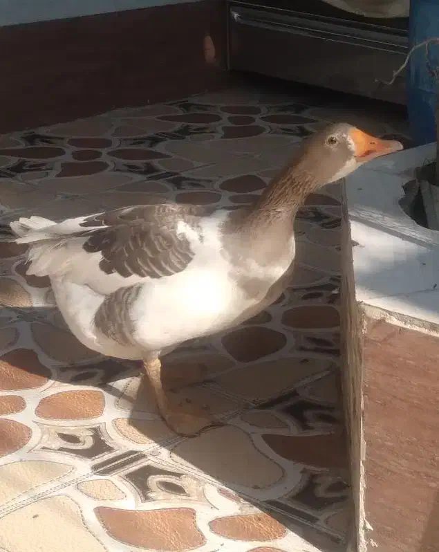 غاز|حیوانات مزرعه|خرمشهر, |دیوار