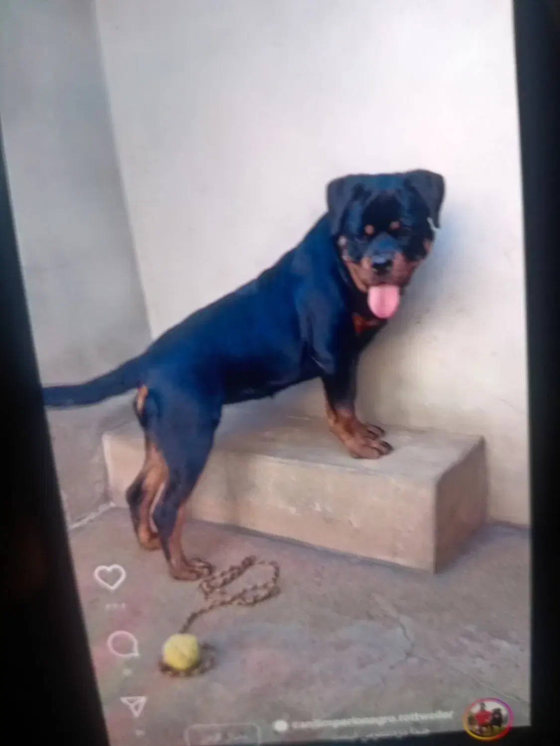 توله سگ روتوایلر فروشی 3تا واکسن خورده یه|سگ|سبزوار, شهرک صنعتی خاوران|دیوار