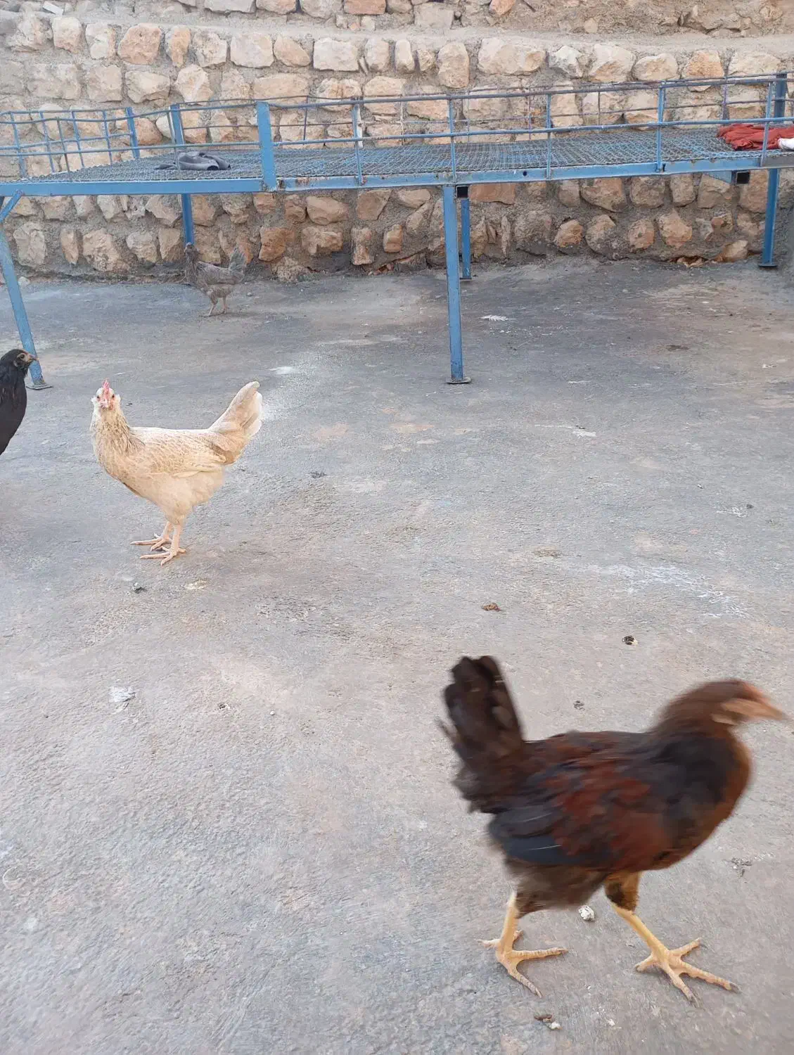 جوجه بالغ|حیوانات مزرعه|ایوان, |دیوار