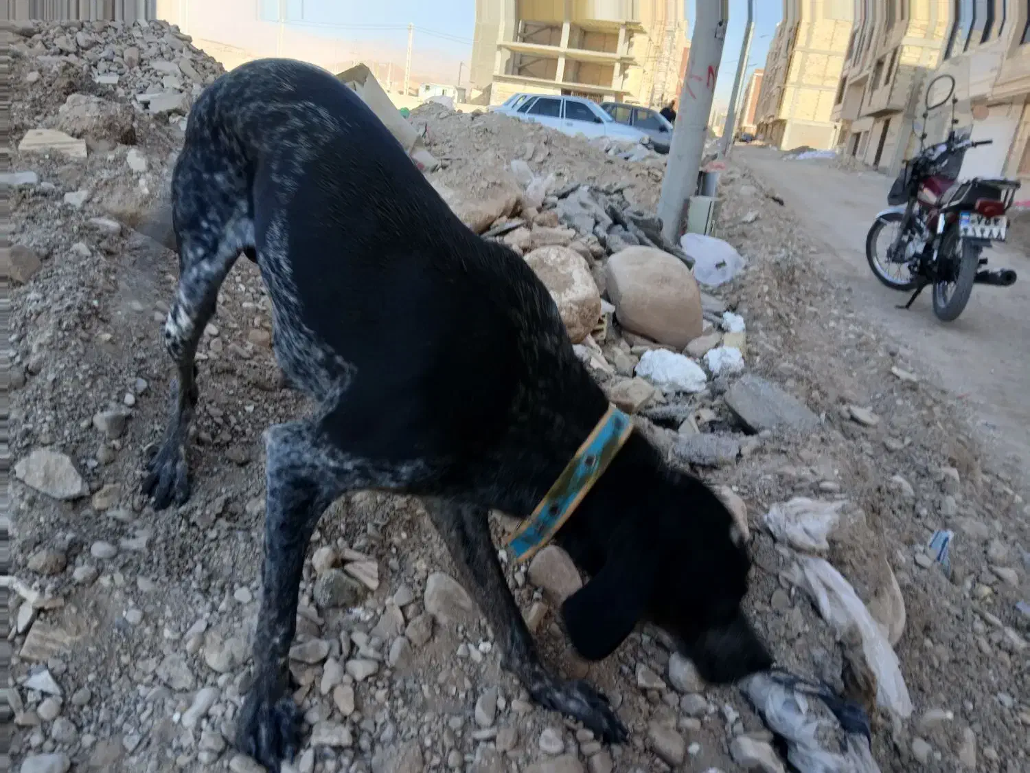 توله سگ شکاری دنبلان|سگ|گلی داغ, |دیوار