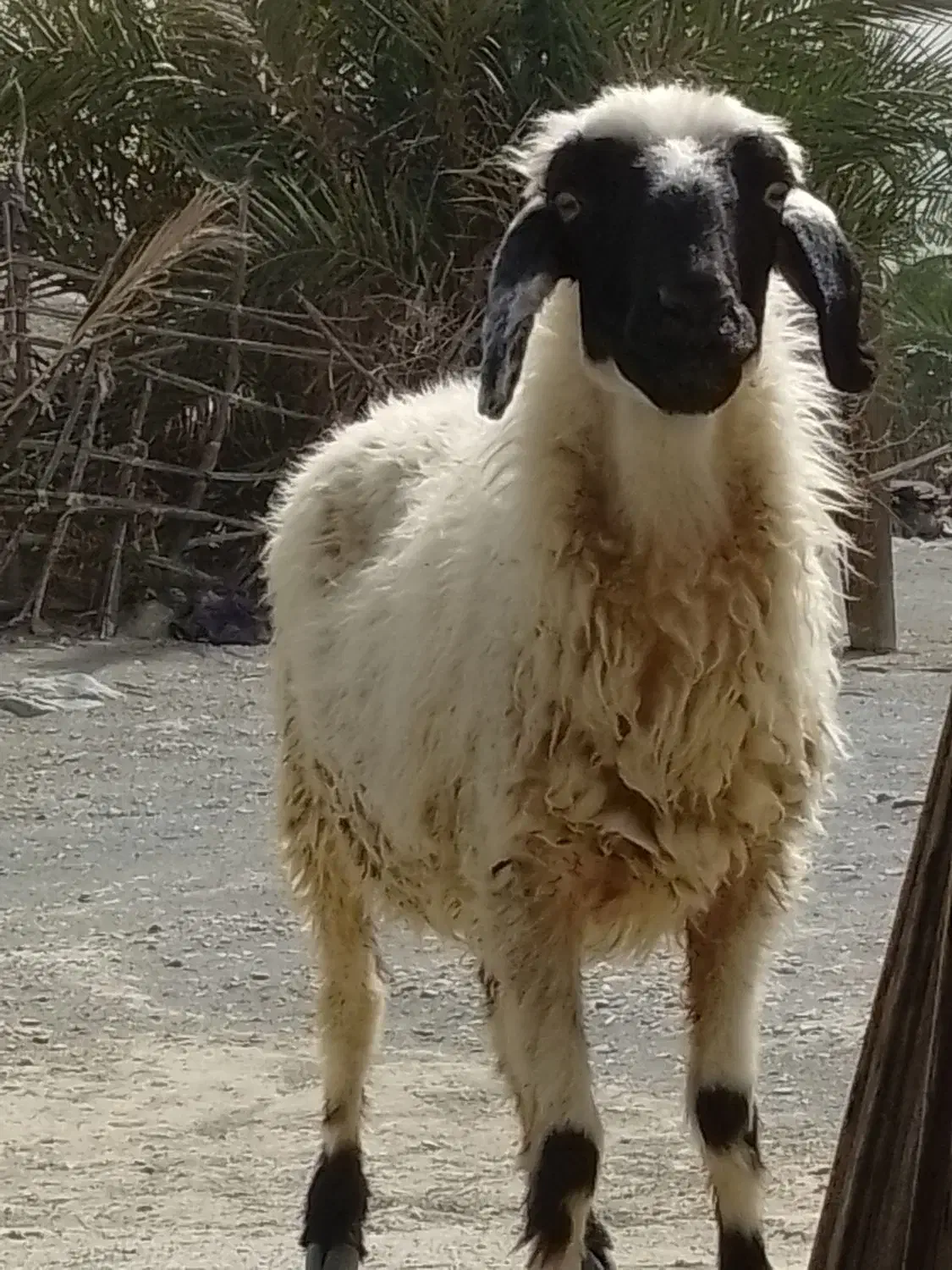 یک عدد گوسفند چاق|حیوانات مزرعه|اسلامشهر, مظفریه|دیوار