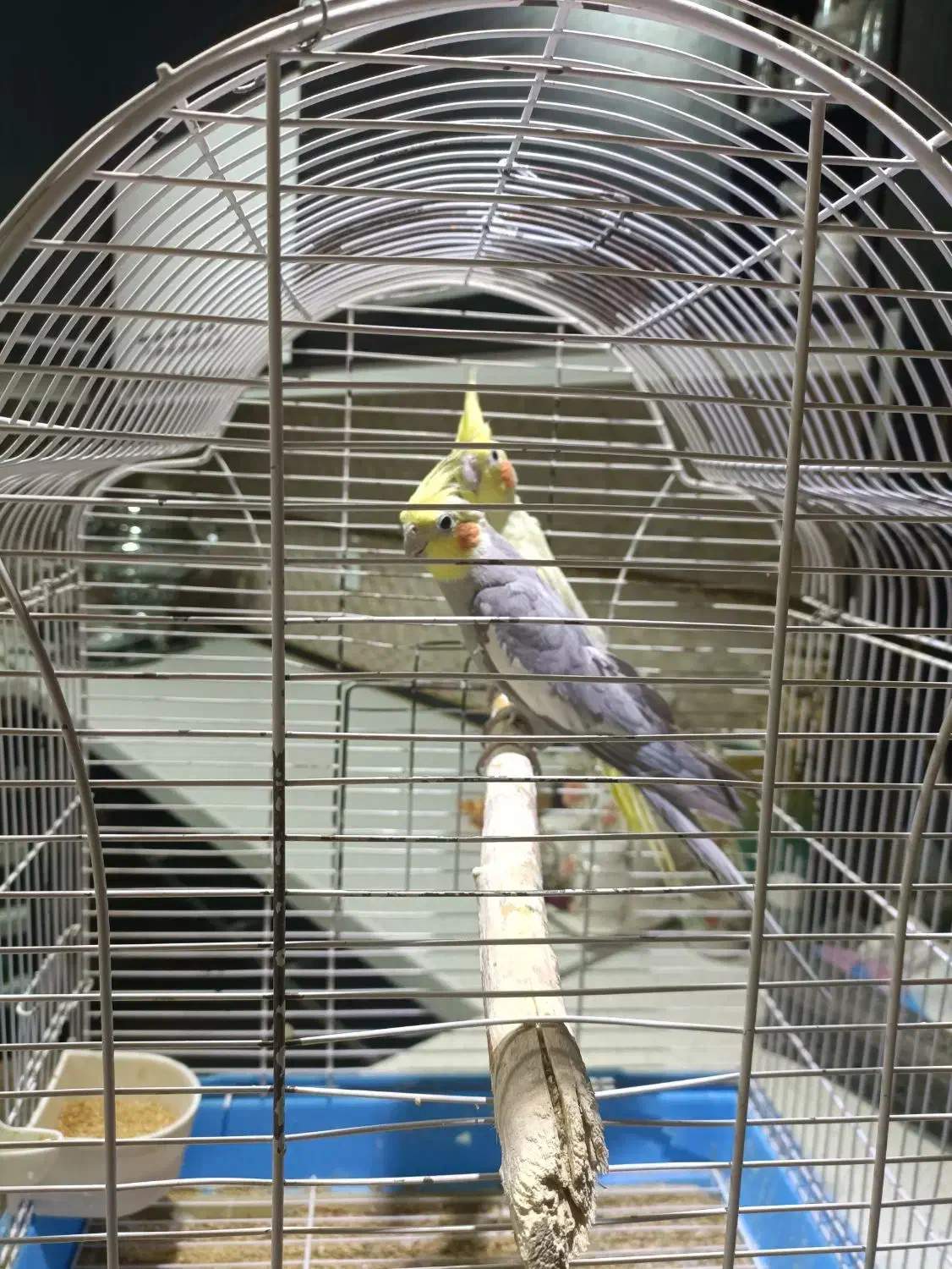 عروس هلندی مولد|پرنده|آبسرد, |دیوار