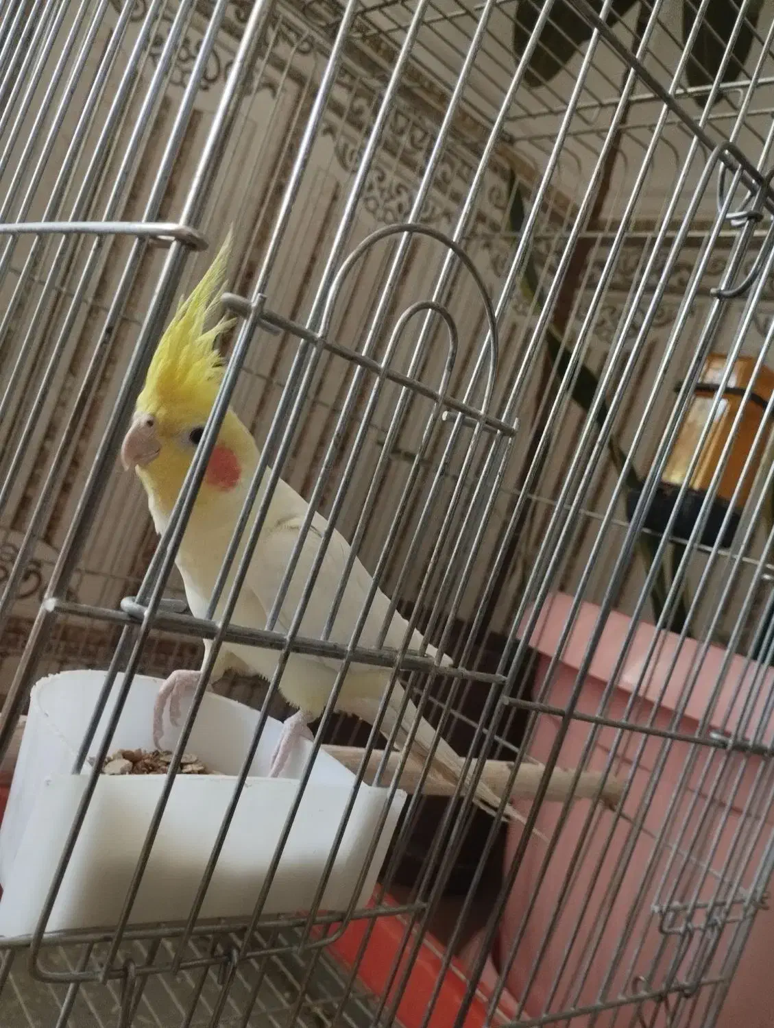 عروس هلندی سخنگو لوتینو|پرنده|سردرود, |دیوار