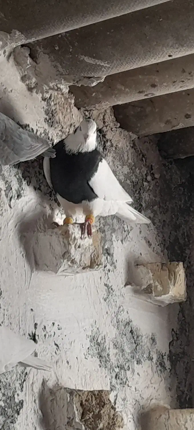 کبوتر طوقی سیاه|پرنده|اقبالیه, |دیوار