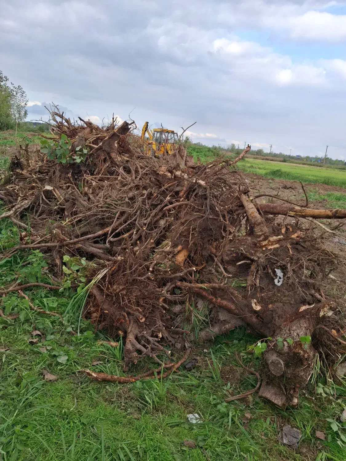 فروش ریشه درخت|خدمات باغبانی و درختکاری|رشت, پسیخان|دیوار