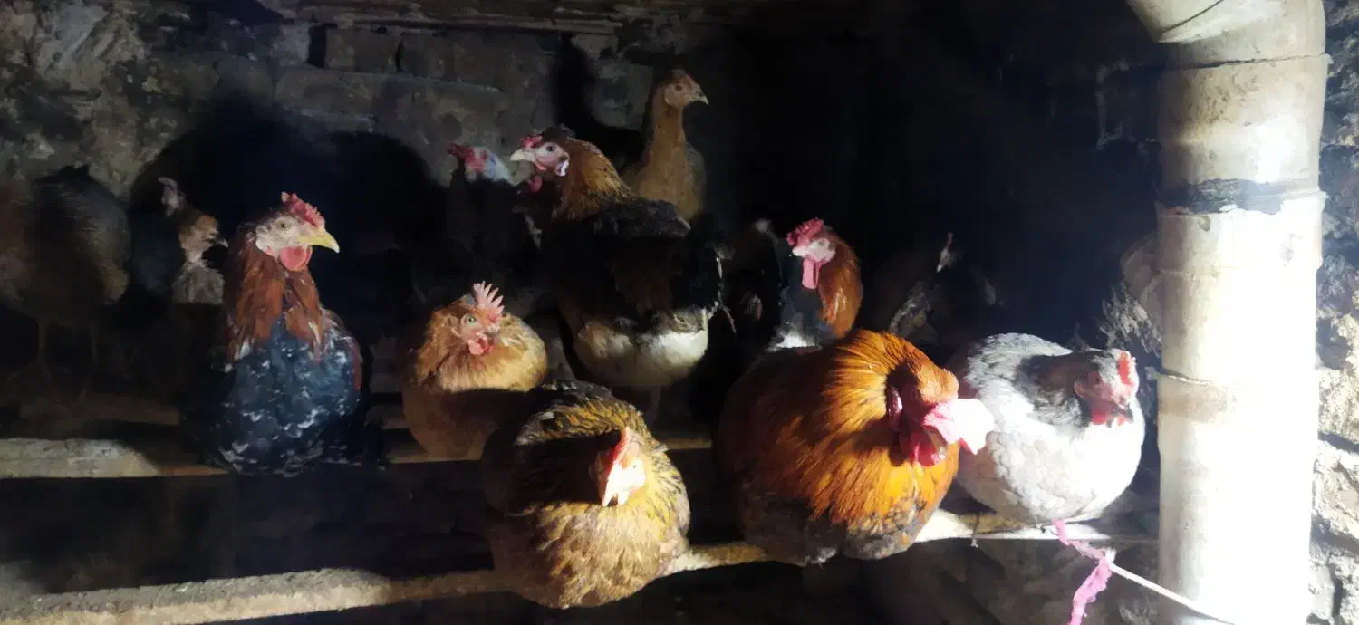 مرغ و خروس کوردی|حیوانات مزرعه|جوانرود, |دیوار