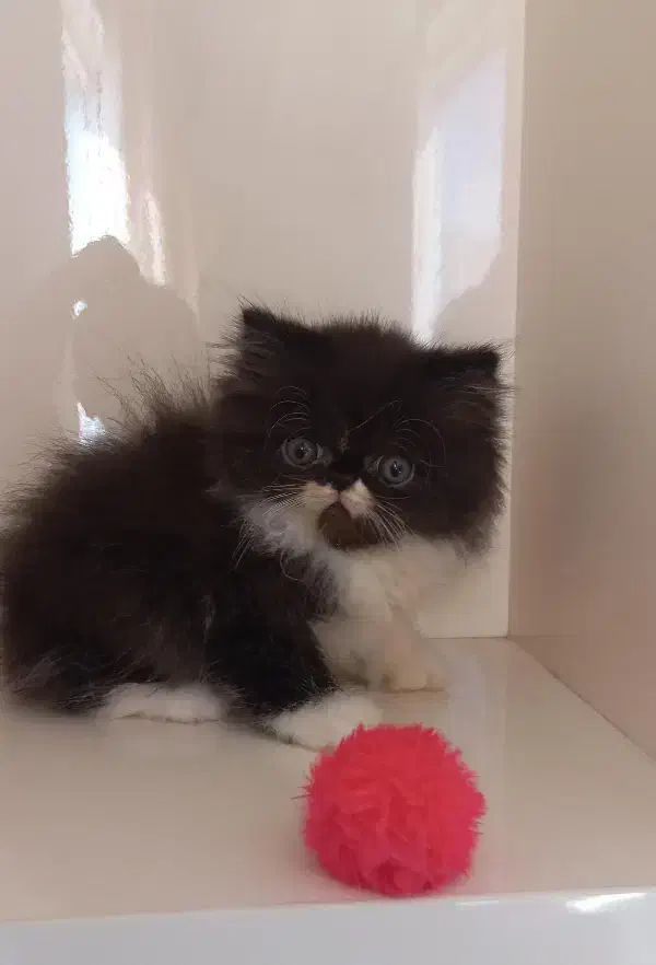 بچه گربه پرشین|گربه|ساری, |دیوار