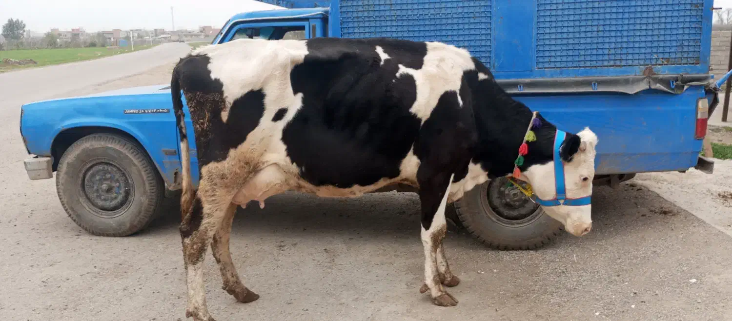 گاوشیری|لوازم جانبی حیوانات|مینودشت, |دیوار