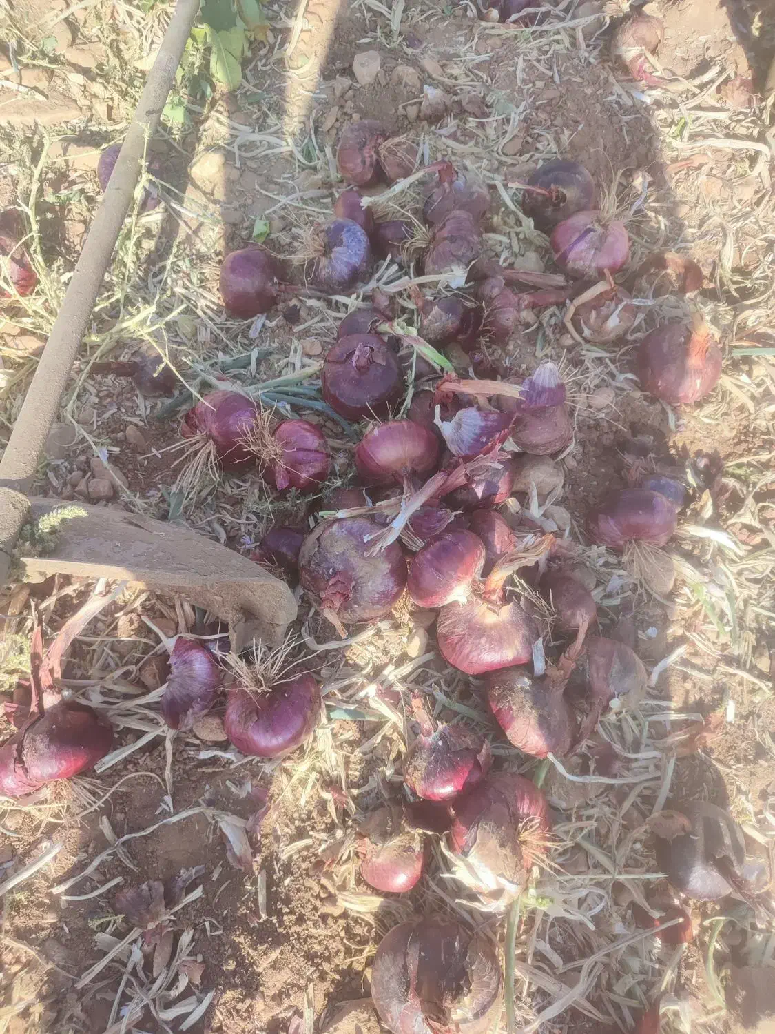 پیاز|خدمات باغبانی و درختکاری|سیاخ دارنگون, |دیوار