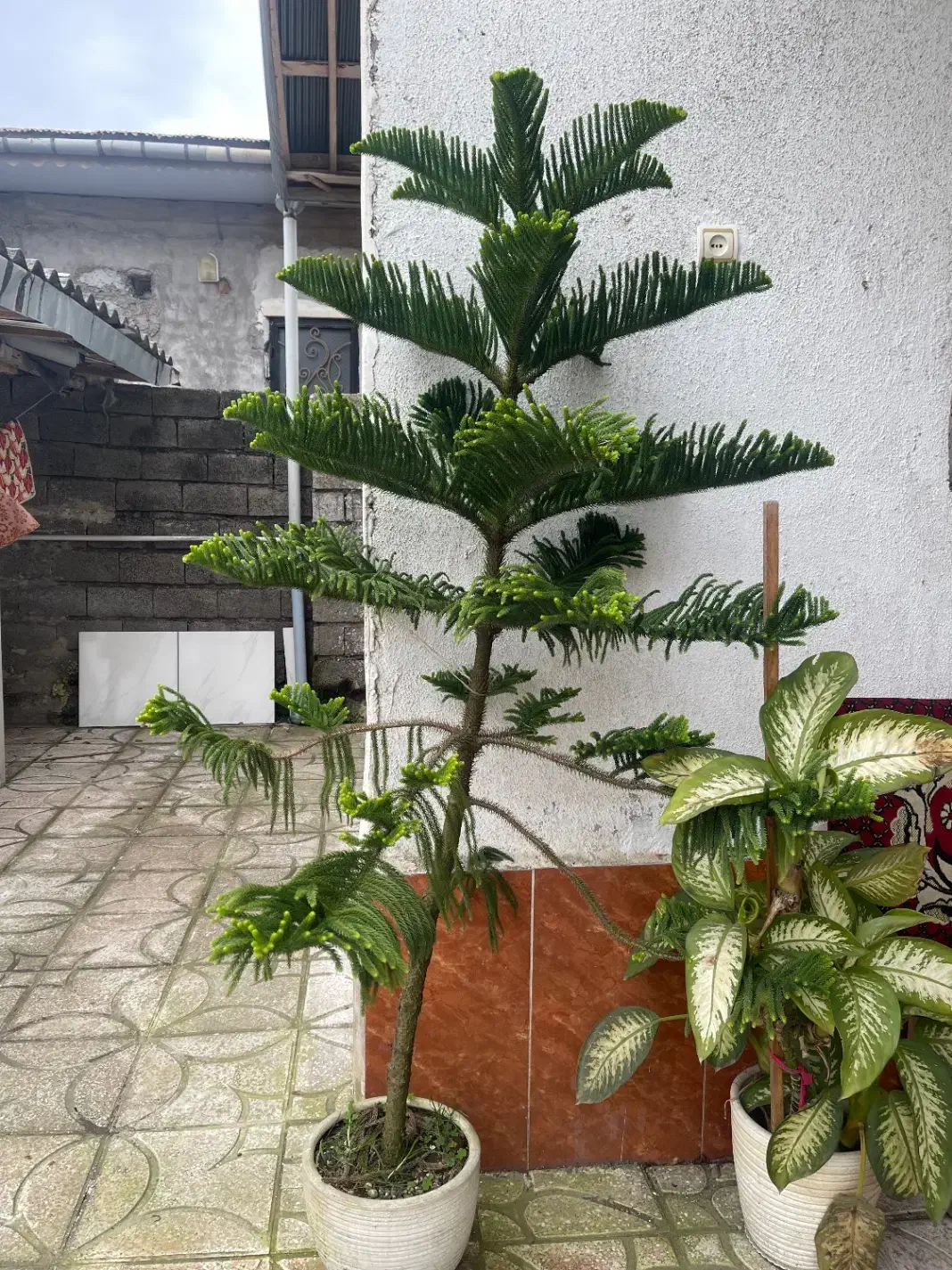 گل وگیاه|گل و گیاه طبیعی|آستانه اشرفیه, |دیوار