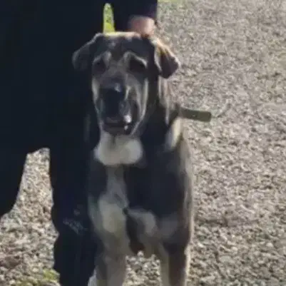 سگ کته پژدر|سگ|قائمشهر, |دیوار