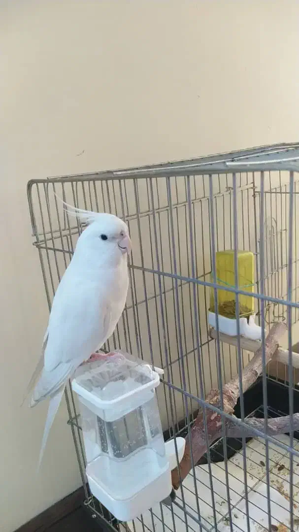 عروس هلندی سفید (البینو )|پرنده|تهران, امام زاده عبدالله|دیوار