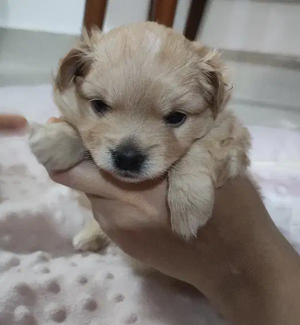 واگذاری سگ|سگ|مشهد, شهرک امام هادی (شهرک غرب)|دیوار